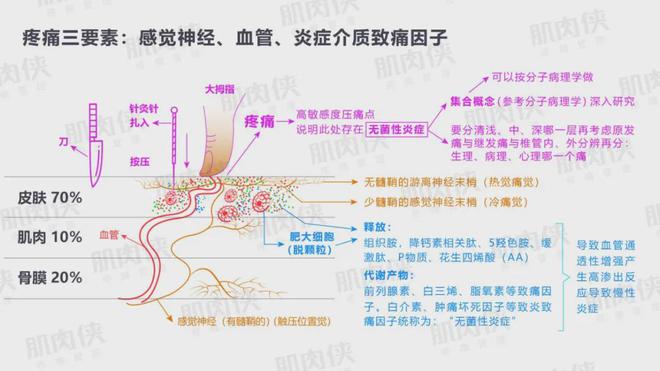 肌肉侠无痛治痛 疼痛管理新方式(图2)